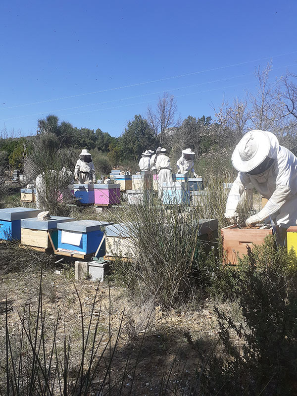 Stage d'initiation à l'apiculture