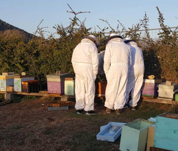 Stage d'initiation à l'apiculture